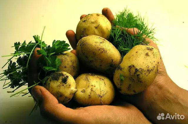 Домашний вкусный картофель без химии купить на Зозу.ру - фотография № 1