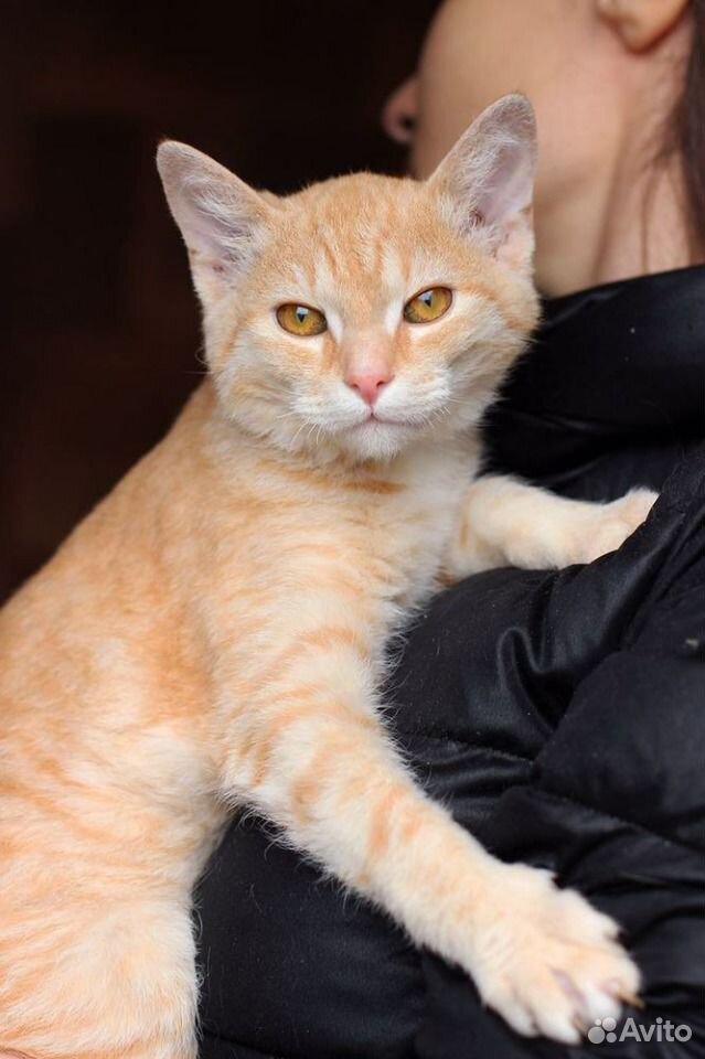 Весёлый, рыжий котенок в добрые руки купить на Зозу.ру - фотография № 8
