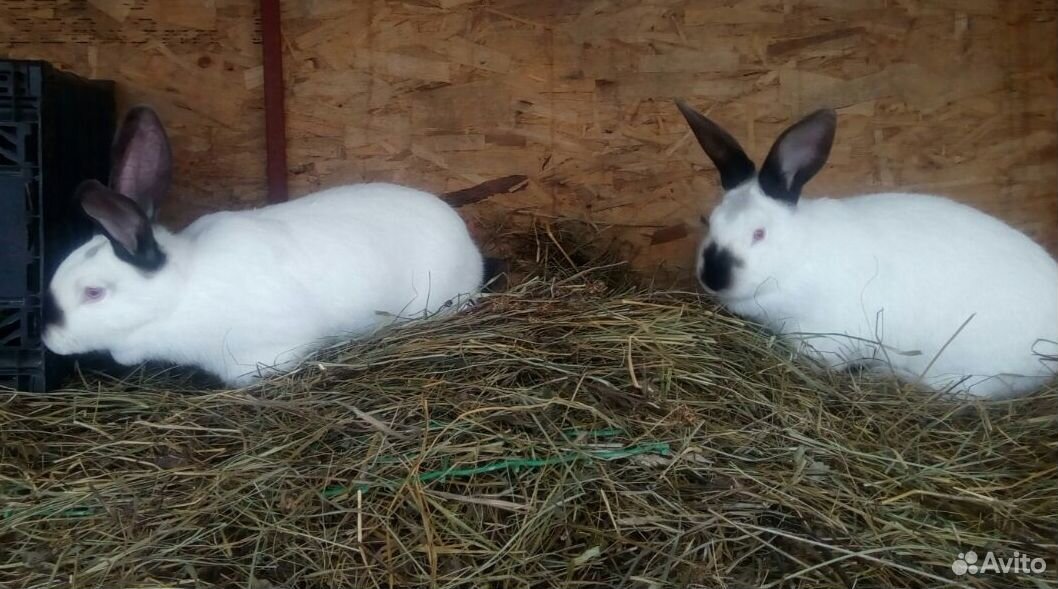 Крольчата или Мясо кроликов купить на Зозу.ру - фотография № 2