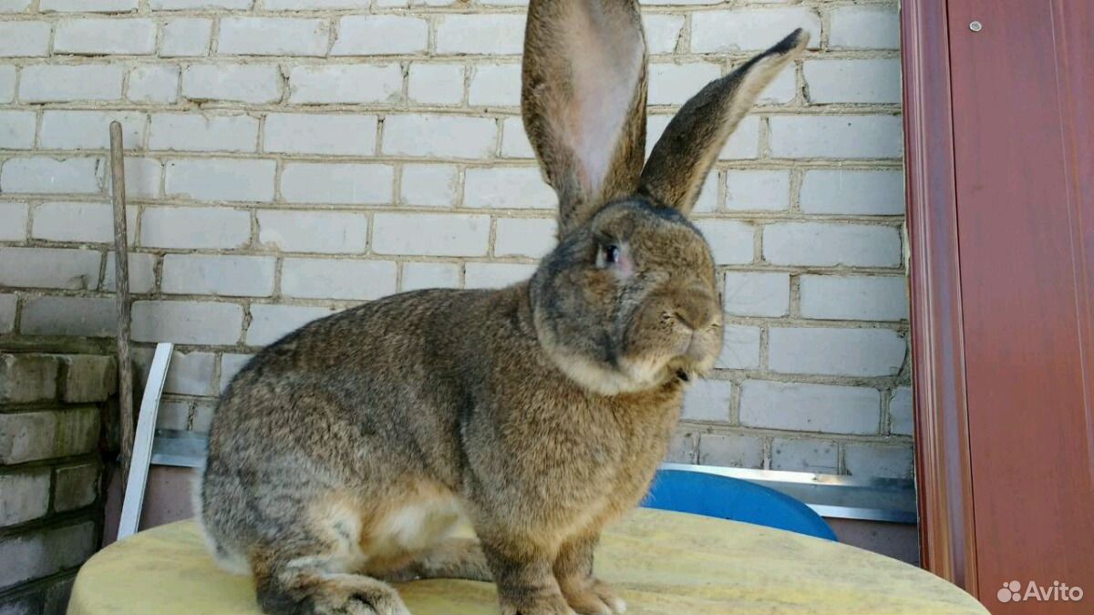 Кролик бельгийский великан ризен фландер обер купить на Зозу.ру - фотография № 3