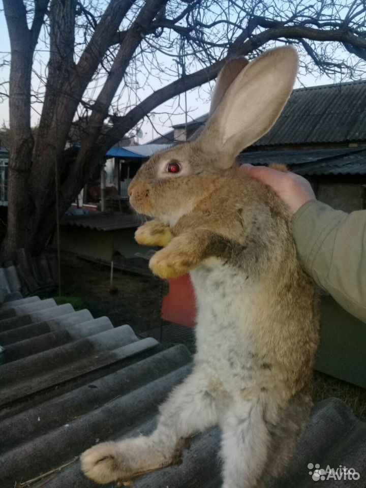 Кролики фландр(бельгийский великан) купить на Зозу.ру - фотография № 1