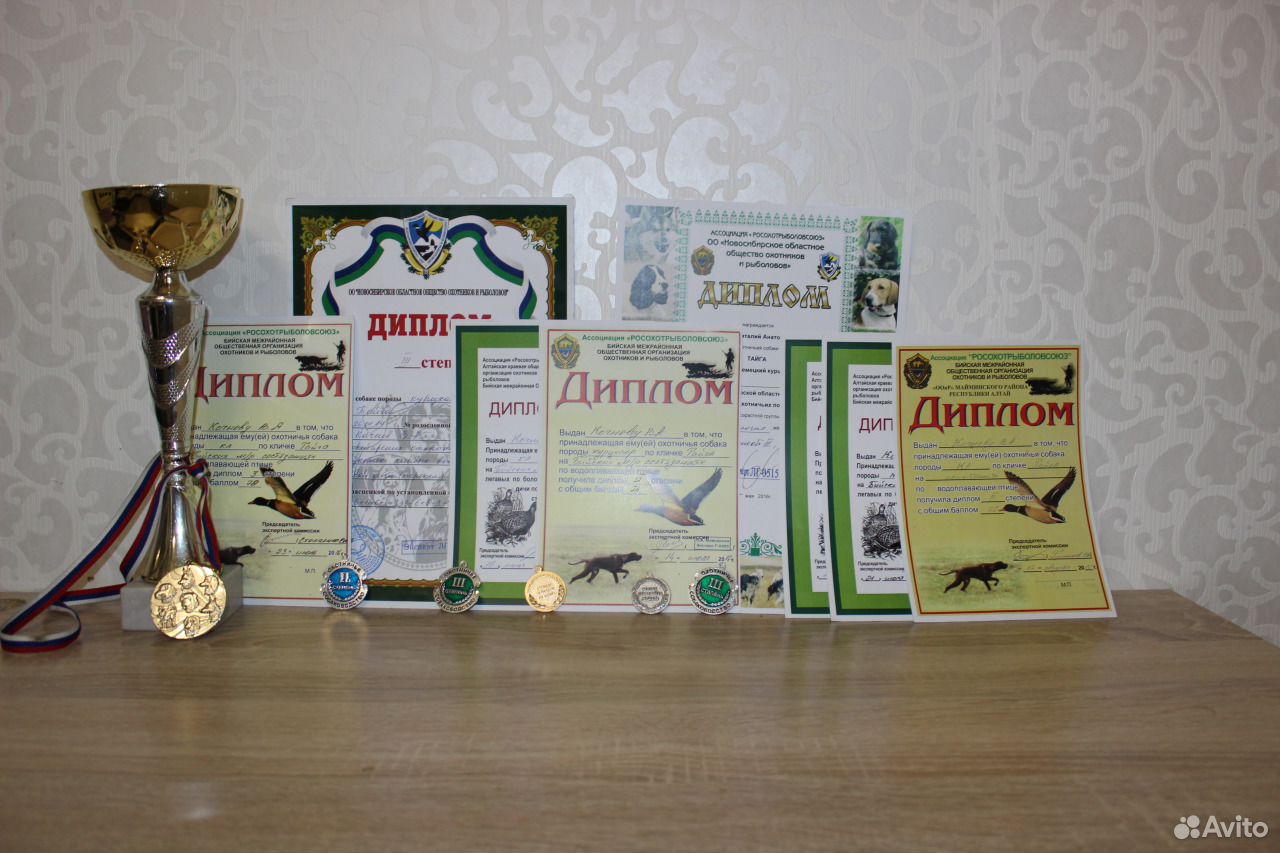 Щенки курцхаара от дипломированных родителей купить на Зозу.ру - фотография № 2