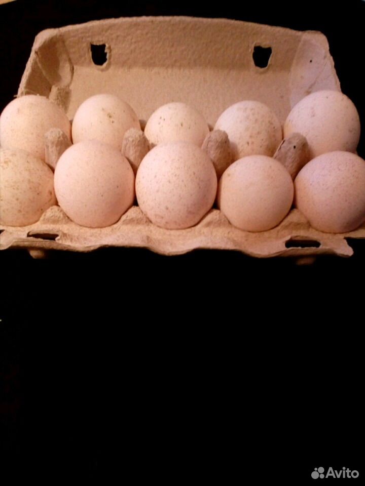 Продам инкубационное яйцо индейки купить на Зозу.ру - фотография № 6