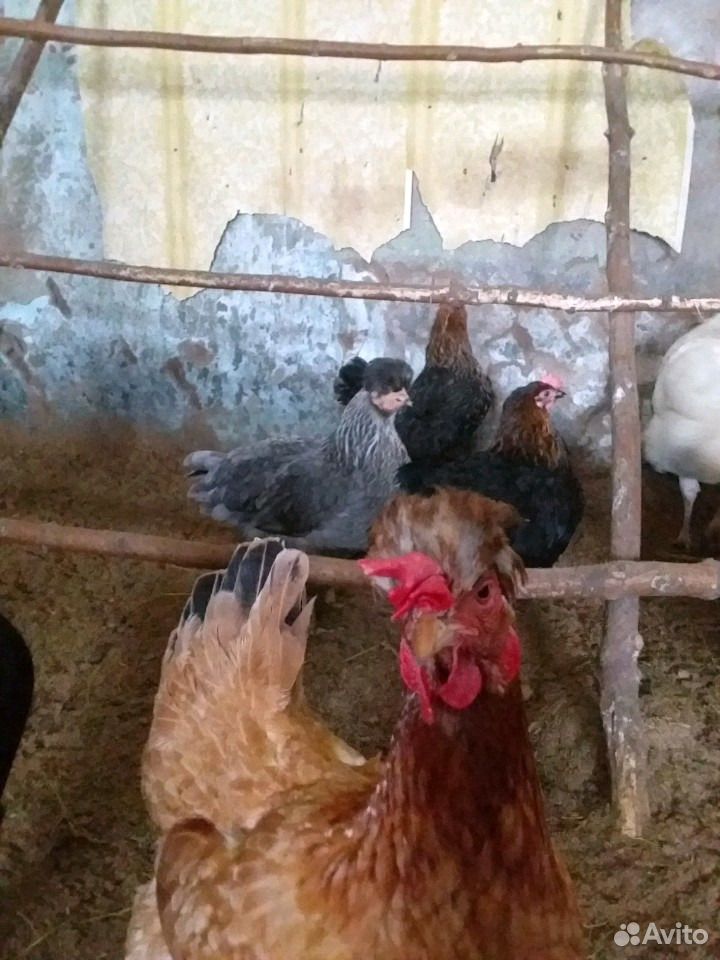 Цыплята от домашних курочек-несушек купить на Зозу.ру - фотография № 7