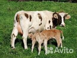 Быки, телята, коровы купить на Зозу.ру - фотография № 4
