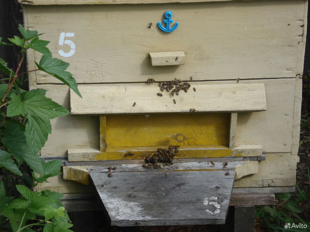 Продам пчелосемьи в ульях купить на Зозу.ру - фотография № 2