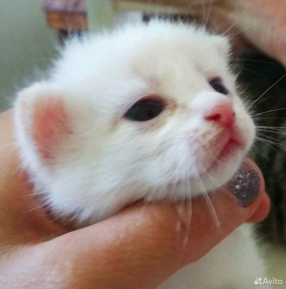 Котята белый, рыжий, полосатый купить на Зозу.ру - фотография № 1