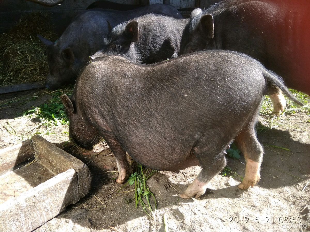 Свинюшки " Вьетнамки" купить на Зозу.ру - фотография № 3