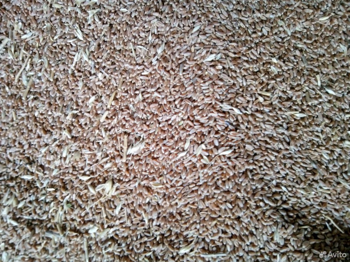 Пшеница купить на Зозу.ру - фотография № 4