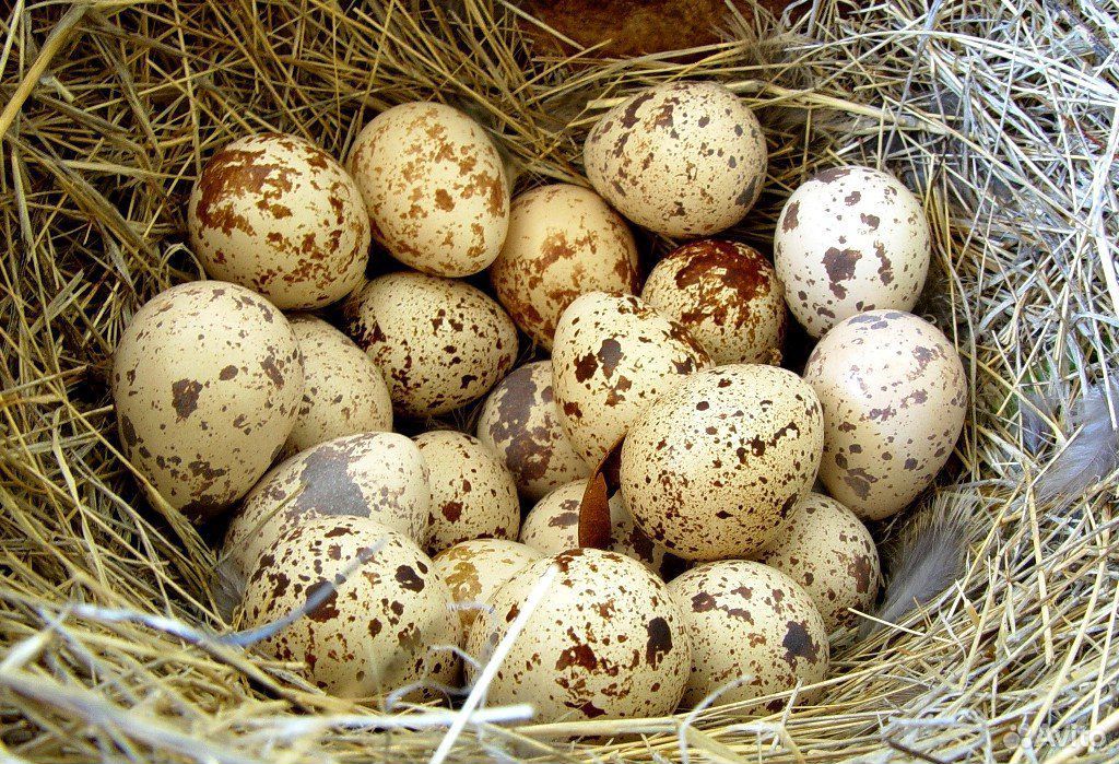 Перепелинное яйцо купить на Зозу.ру - фотография № 4