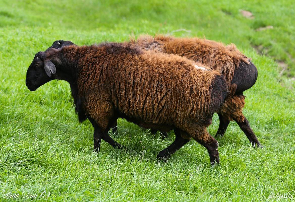 Курдючные овцы купить на Зозу.ру - фотография № 1