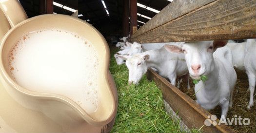 Молочные продукты из козьего и коровьего молока купить на Зозу.ру - фотография № 1