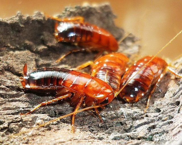 Туркменские тараканы купить на Зозу.ру - фотография № 1