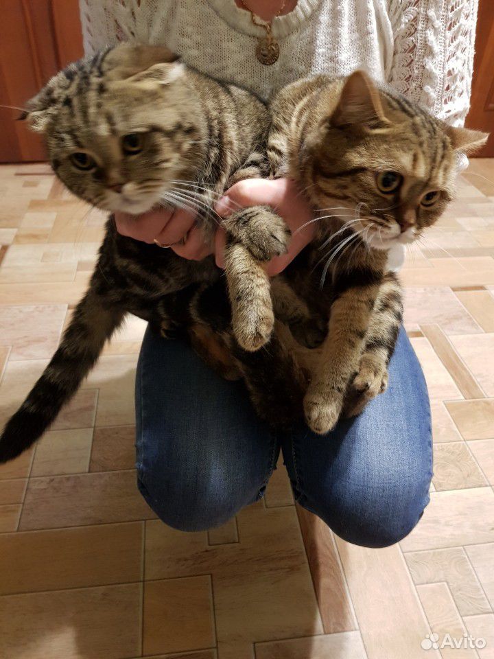 Шотландские чистокровные кот и кошка купить на Зозу.ру - фотография № 5