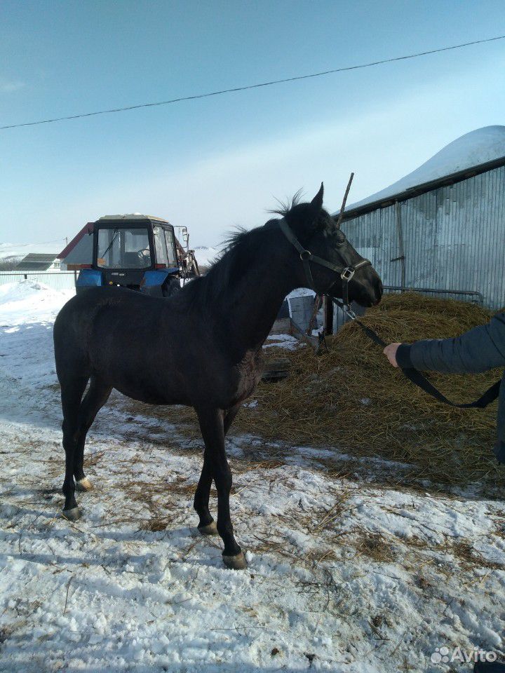 Скаковые лошади купить на Зозу.ру - фотография № 1