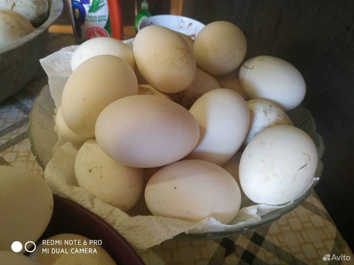 Яйца холмогорские купить на Зозу.ру - фотография № 5