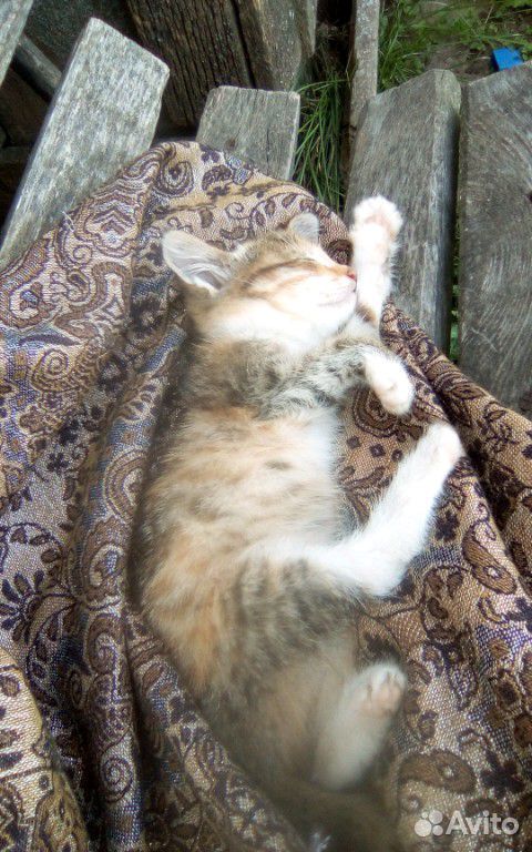 Даем котят в доброе руки бесплатно котята родились купить на Зозу.ру - фотография № 2