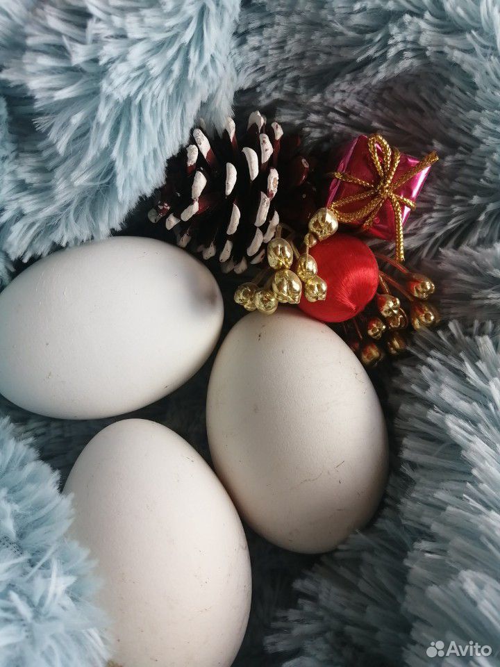 Яйца гусиные купить на Зозу.ру - фотография № 1
