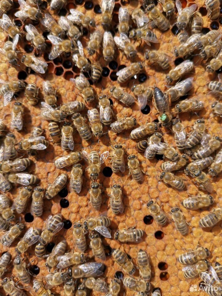 Качественные пчелопакеты купить на Зозу.ру - фотография № 2