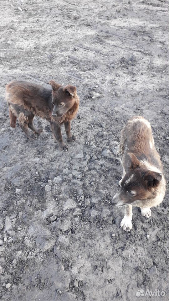 Пристраиваются два щенка собака привела на рабочее купить на Зозу.ру - фотография № 4