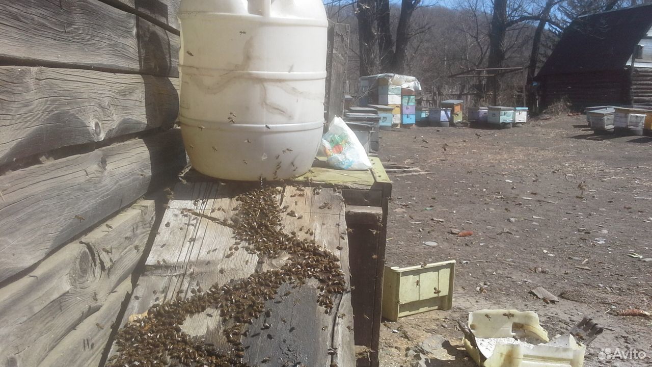 Пчёл продам,можно с ульем купить на Зозу.ру - фотография № 1