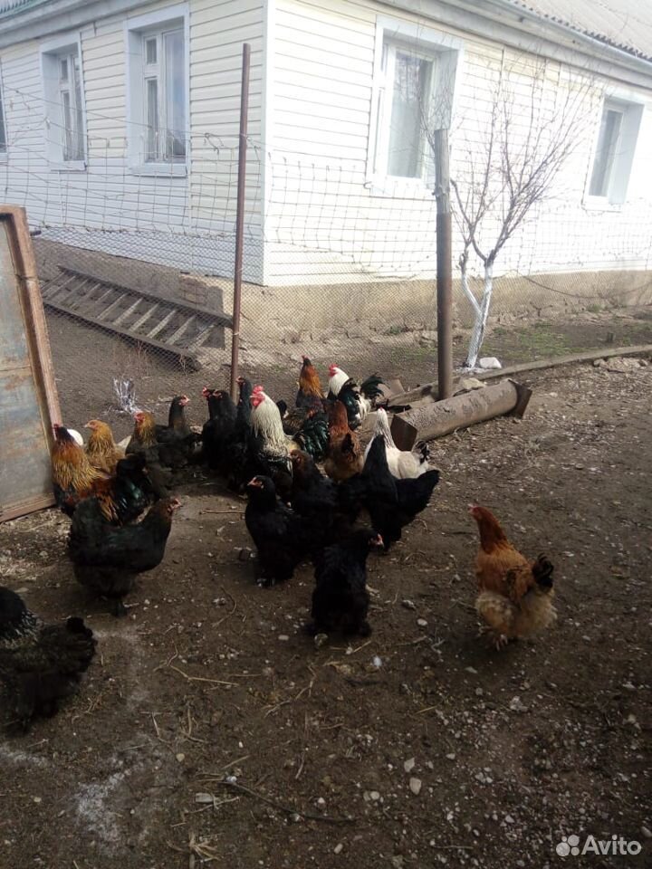 Цыплята суточные и яйца породистых кур купить на Зозу.ру - фотография № 6