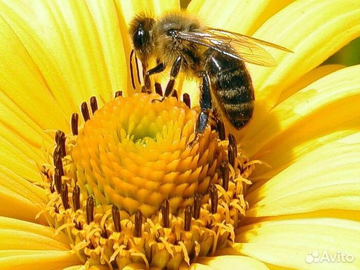 Пчелосемьи и отводки купить на Зозу.ру - фотография № 1