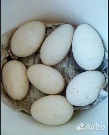 Яйца гусиные индюшиные купить на Зозу.ру - фотография № 1