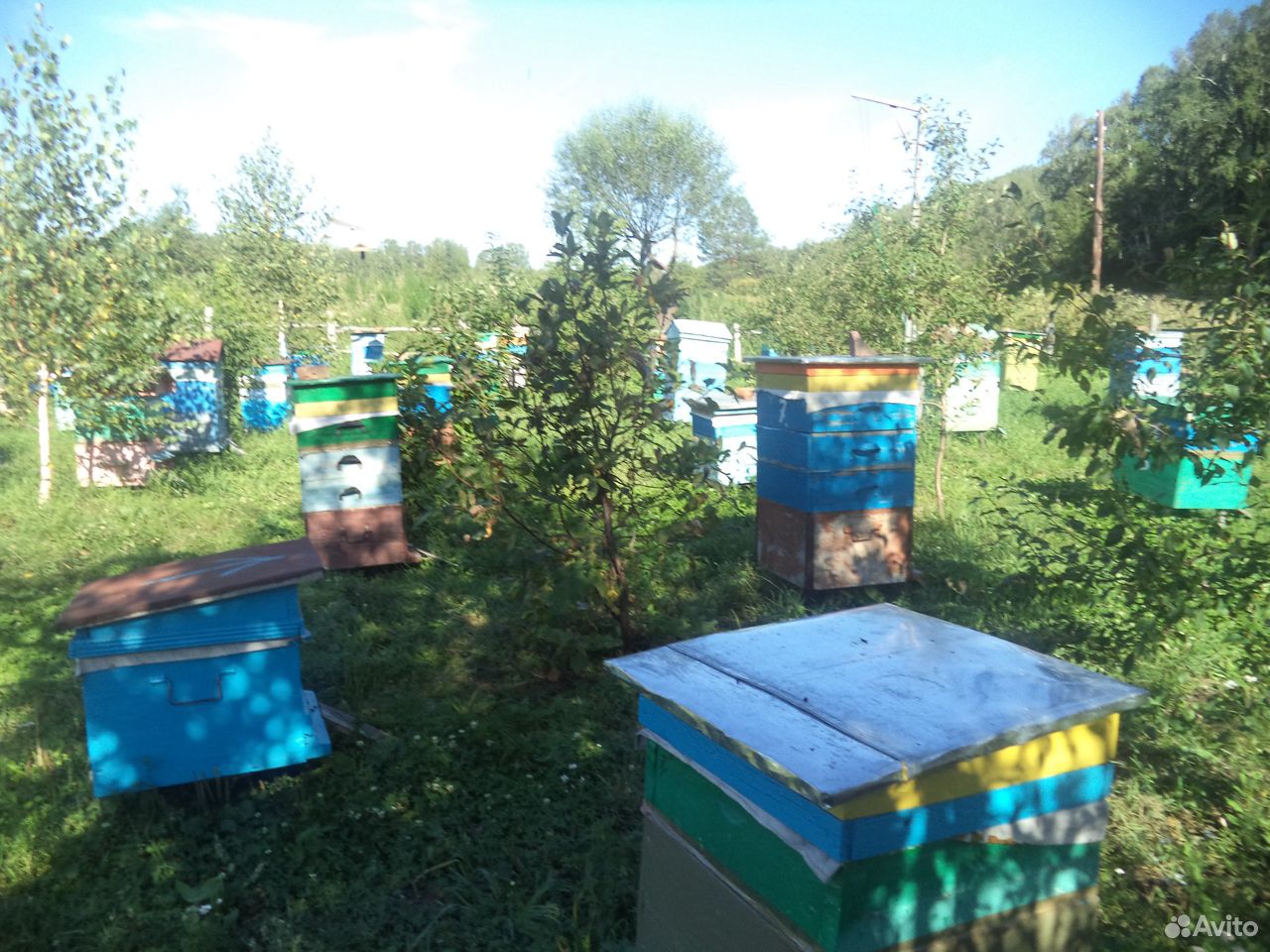 Пчелосемьи на высадку купить на Зозу.ру - фотография № 1