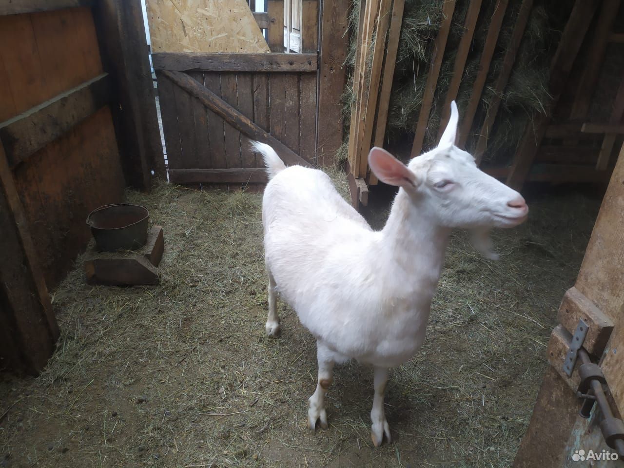 Продается заанеская коза купить на Зозу.ру - фотография № 1
