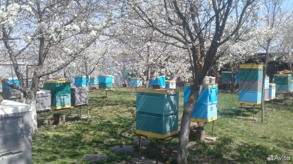 Пчелапокеты купить на Зозу.ру - фотография № 1