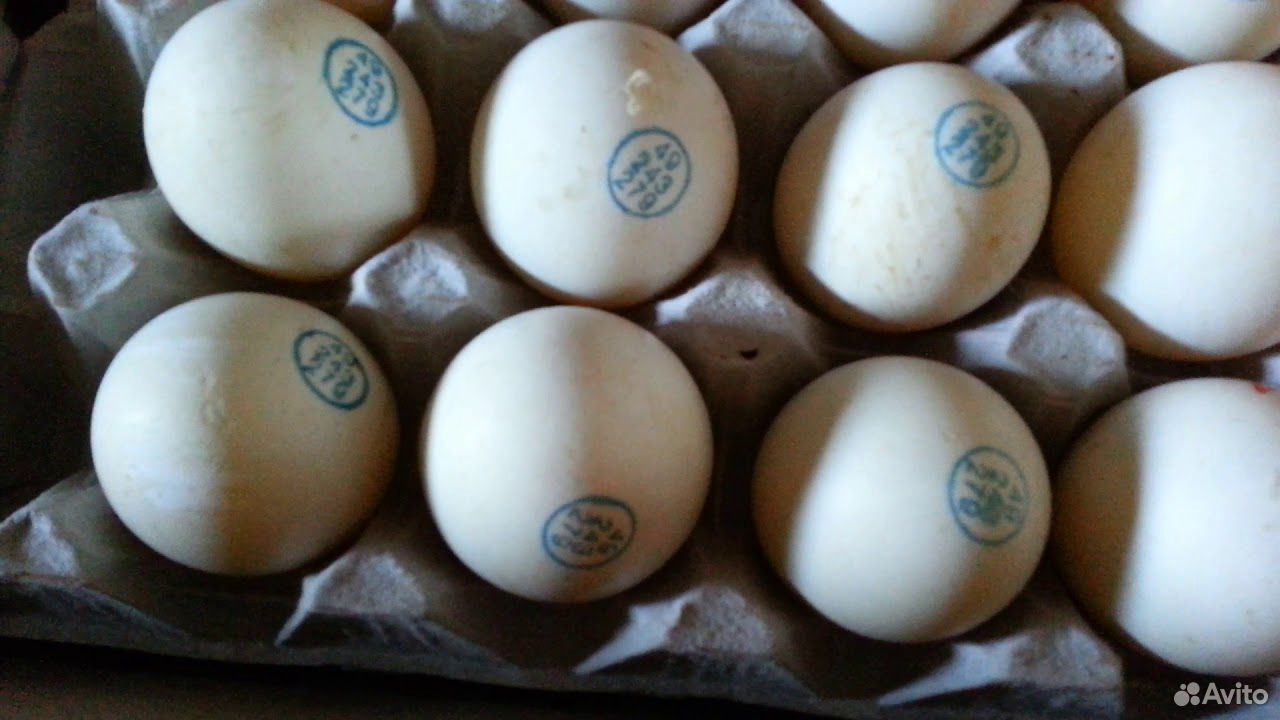 Купить яйцо мускусной. Муларды яйцо инкубационное. Яйцо инкубационное es17111. Яйцо муларда. Яйцо муларда для инкубации.