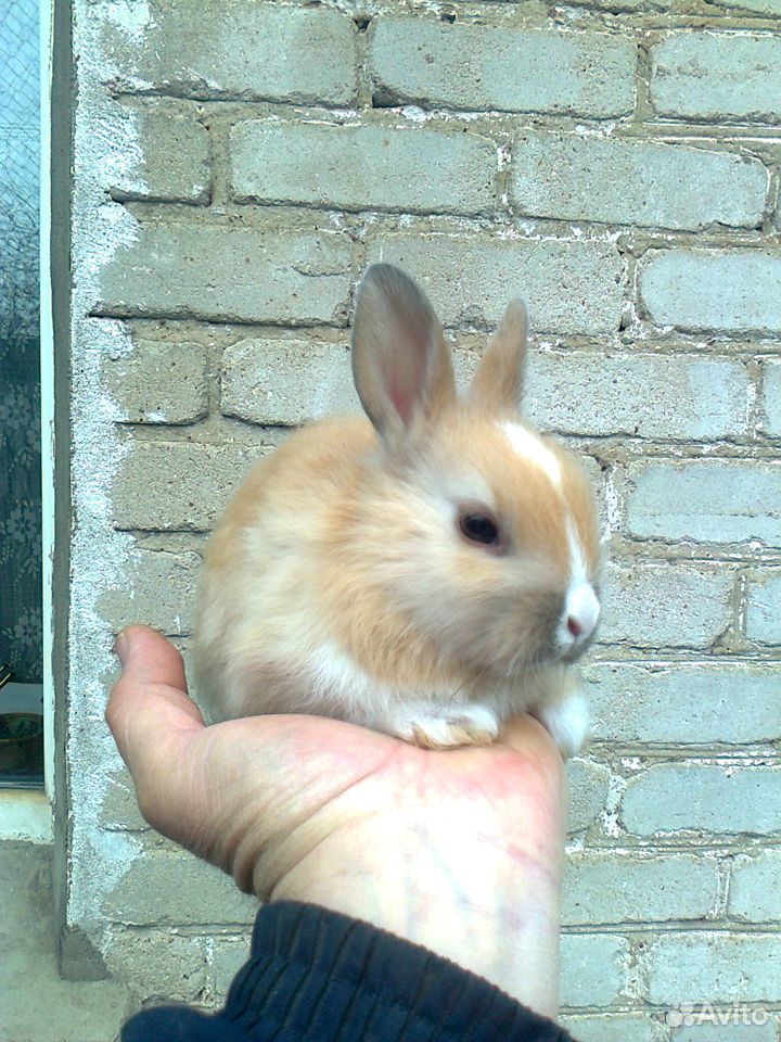 Карликовый кролик купить на Зозу.ру - фотография № 1