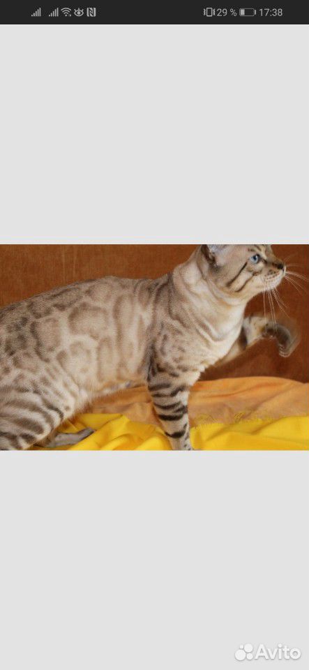 Продам бенгальского котенка, девочка, 4 месяца купить на Зозу.ру - фотография № 5