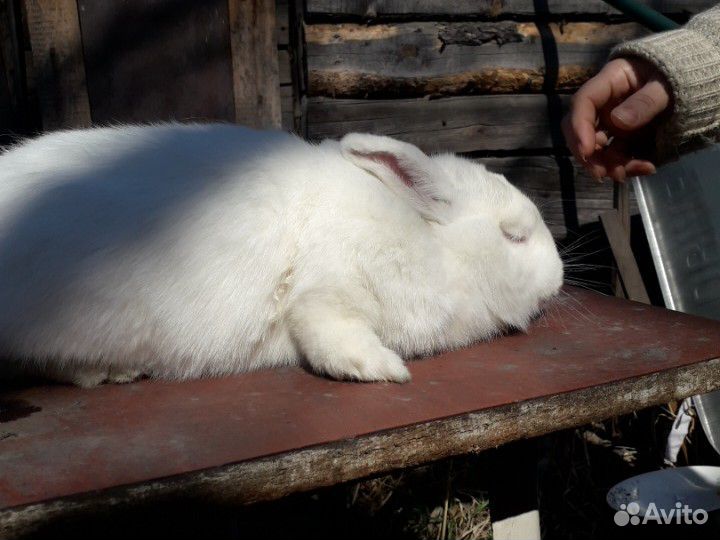 Кролики нзб купить на Зозу.ру - фотография № 4