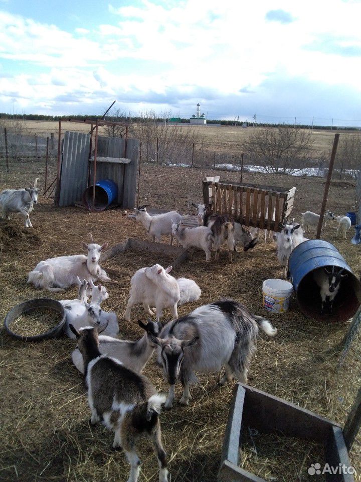 Продаю дойных коз и козлят купить на Зозу.ру - фотография № 3