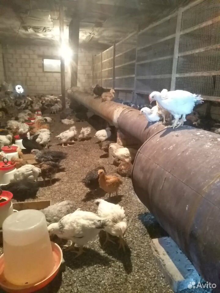 Цыплята 45 дневные купить на Зозу.ру - фотография № 3