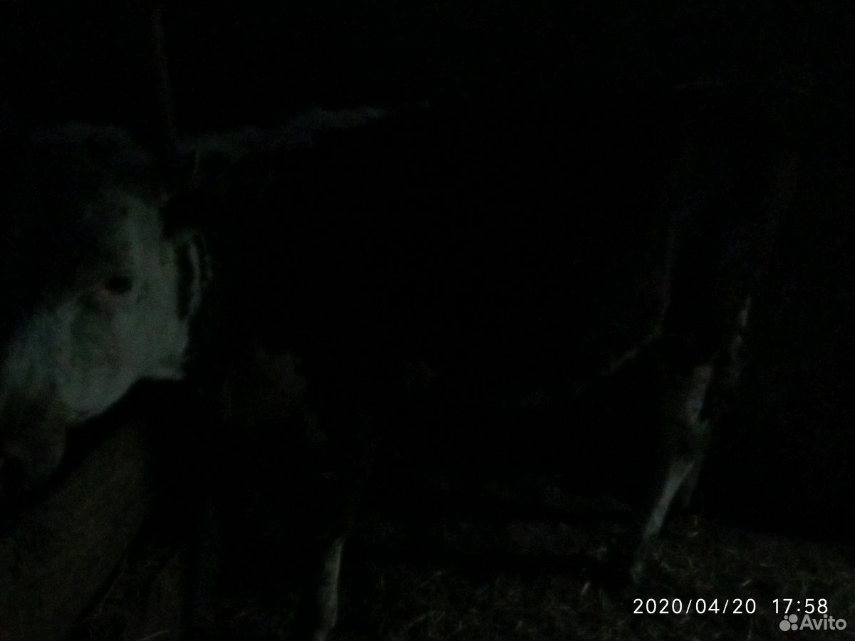 Тёлка на корову купить на Зозу.ру - фотография № 2