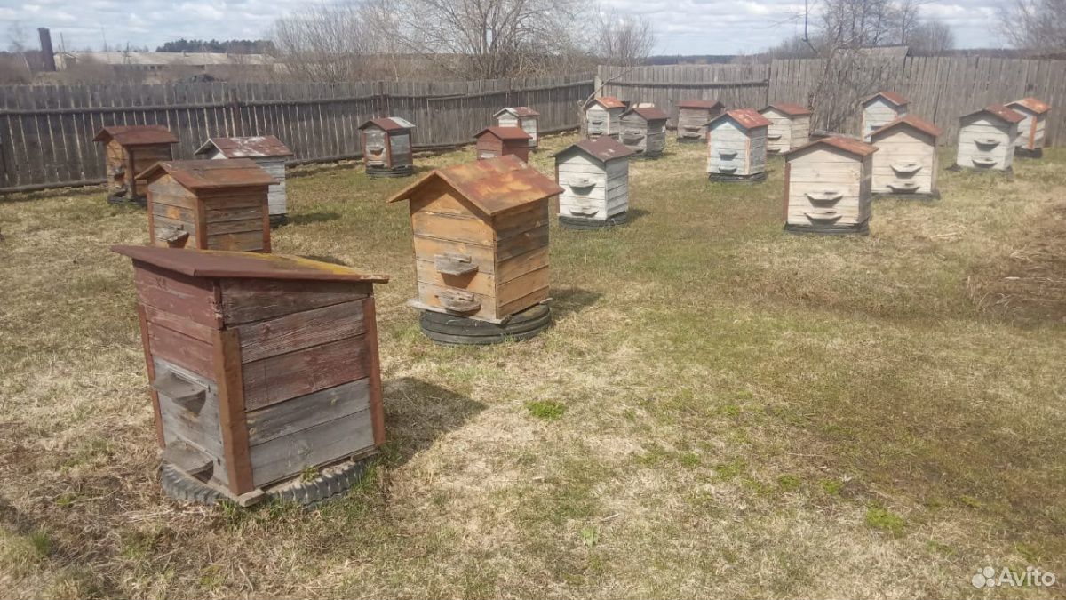 Ульи с пчелами 10 семей купить на Зозу.ру - фотография № 3