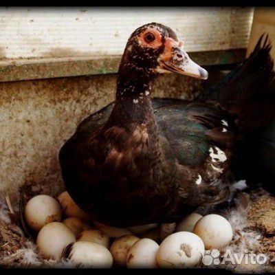 Яйцо утки утиные для инкубатора инкубационные яйцо купить на Зозу.ру - фотография № 1