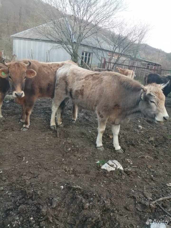 Продам коров, бычков, телят, баранов купить на Зозу.ру - фотография № 7