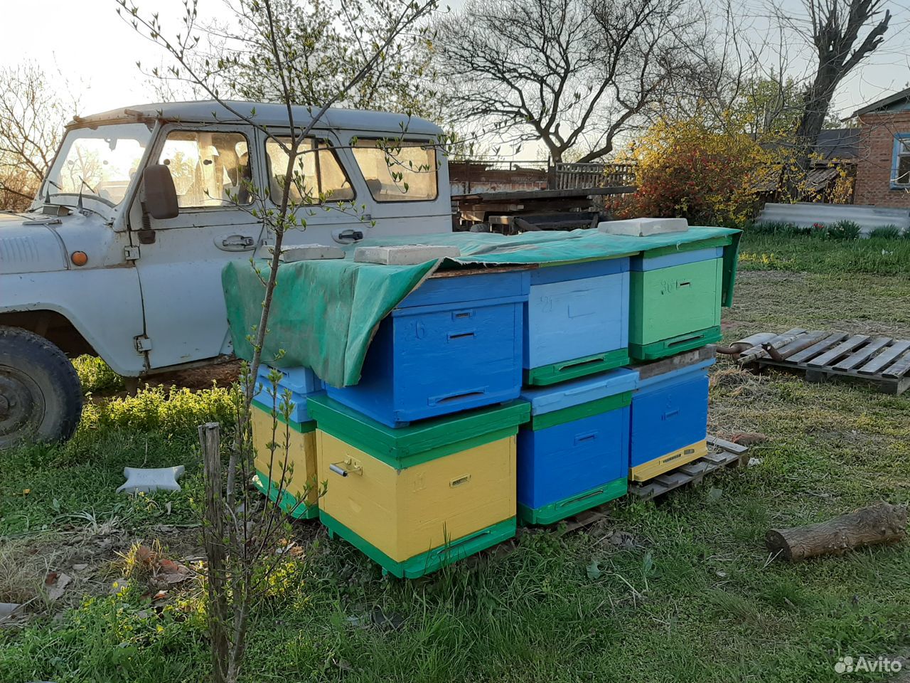 Пчелы. Пчелопакеты купить на Зозу.ру - фотография № 2