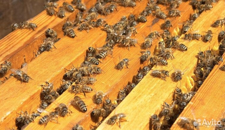 Пчелосемьи пчелопакеты купить на Зозу.ру - фотография № 1