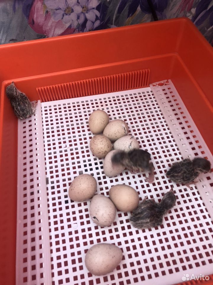 Кеклики, инкубационное яйцо, цыплята купить на Зозу.ру - фотография № 2