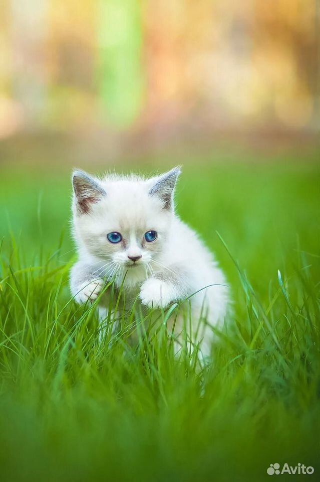 Возьму котёнка, желательно белого) купить на Зозу.ру - фотография № 1