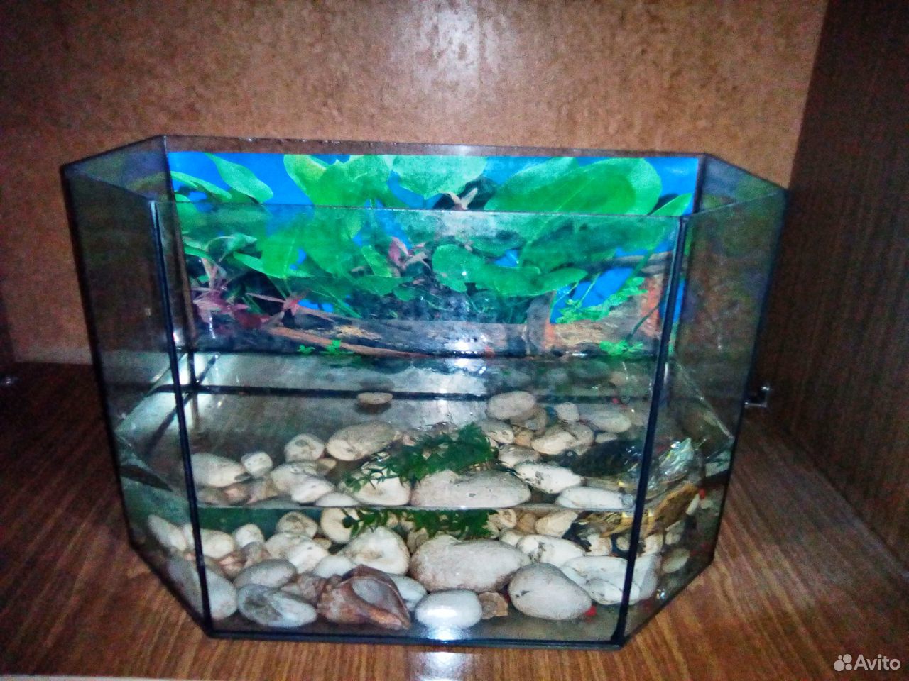 Продам аквариум вместе с черепахой купить на Зозу.ру - фотография № 3