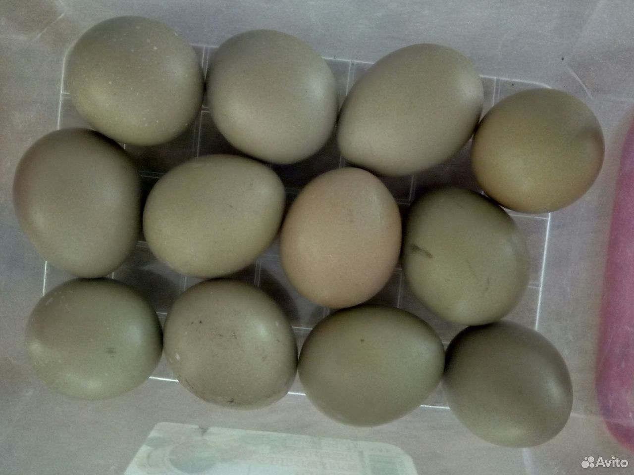 Инкубационное яйцо фазана купить на Зозу.ру - фотография № 1