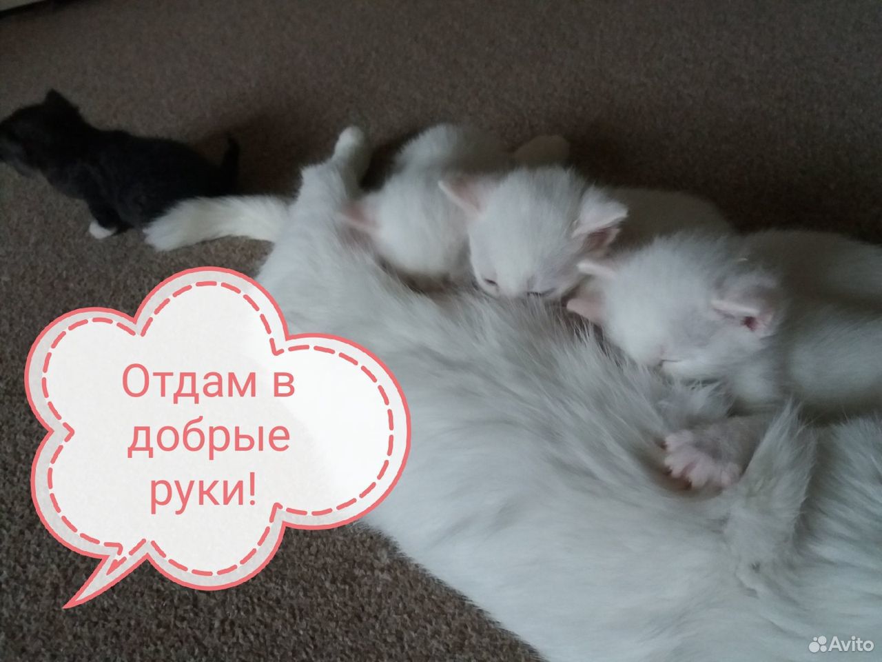 Отдам котят в добрые руки купить на Зозу.ру - фотография № 1