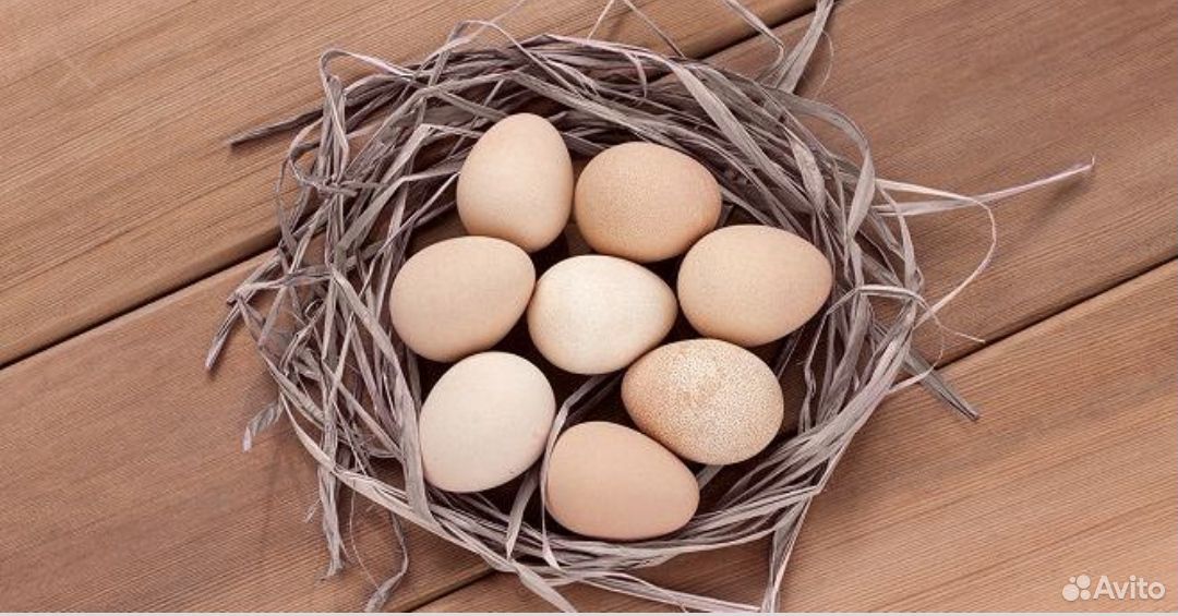 Цесариные яйца купить на Зозу.ру - фотография № 2