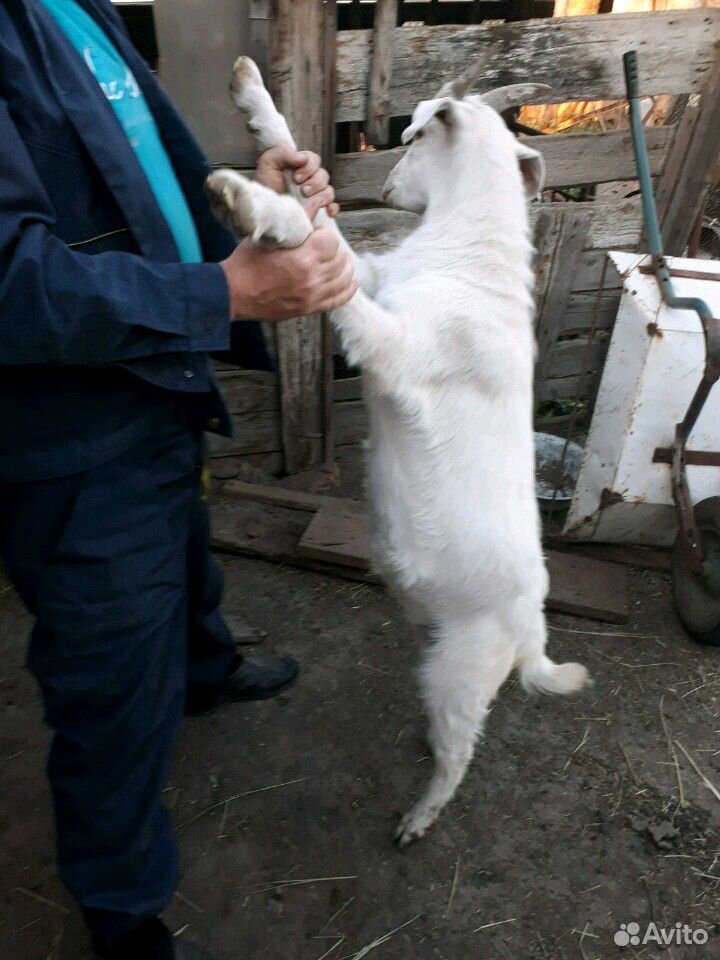 Козлик и коза купить на Зозу.ру - фотография № 7